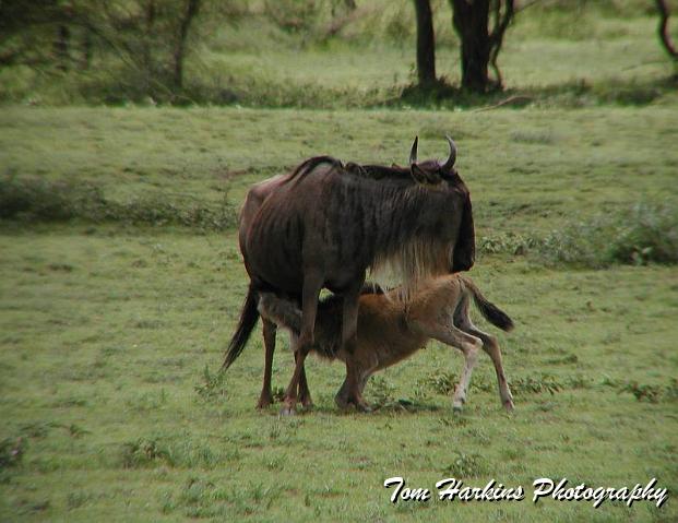Nursing wildebeast.jpg